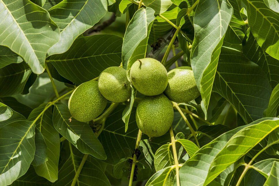 Черный орех, или Juglans nigra, принадлежит к семейству Ореховые (Juglandaceae)